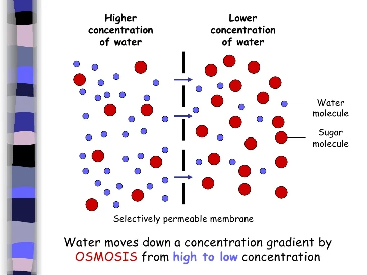 <ul><li><p>the greater the difference in solute concentration between two sides, the faster osmosis is </p></li></ul><p></p>