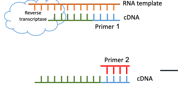 <p>Starting out with an <strong>RNA </strong>segment instead of DNA… need to first convert it to a <u>complementary DNA (</u>cDNA) using the <strong>reverse transcriptase enzyme </strong></p><ul><li><p>After that is done, the cDNA is then used in the classic PCR reaction </p></li></ul><p></p>