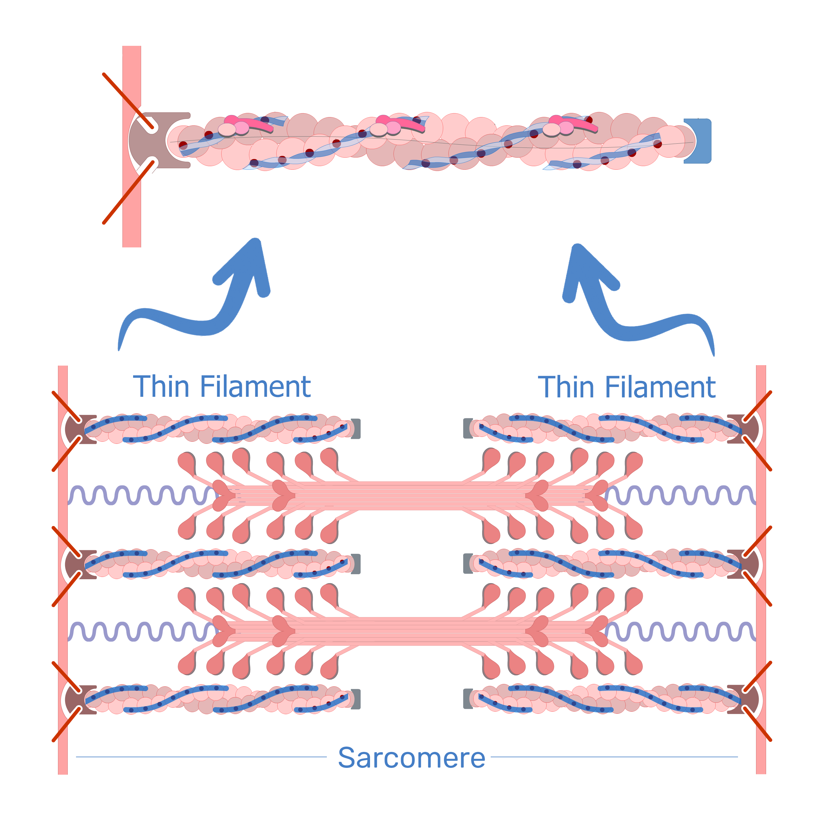 <p>What are the type of filaments the I band contains?</p>
