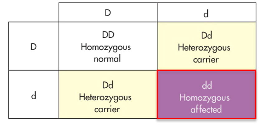 <p><span>An individual that is affected by a condition due to the fact that they have the 2 recessive alleles in their gene.</span></p>