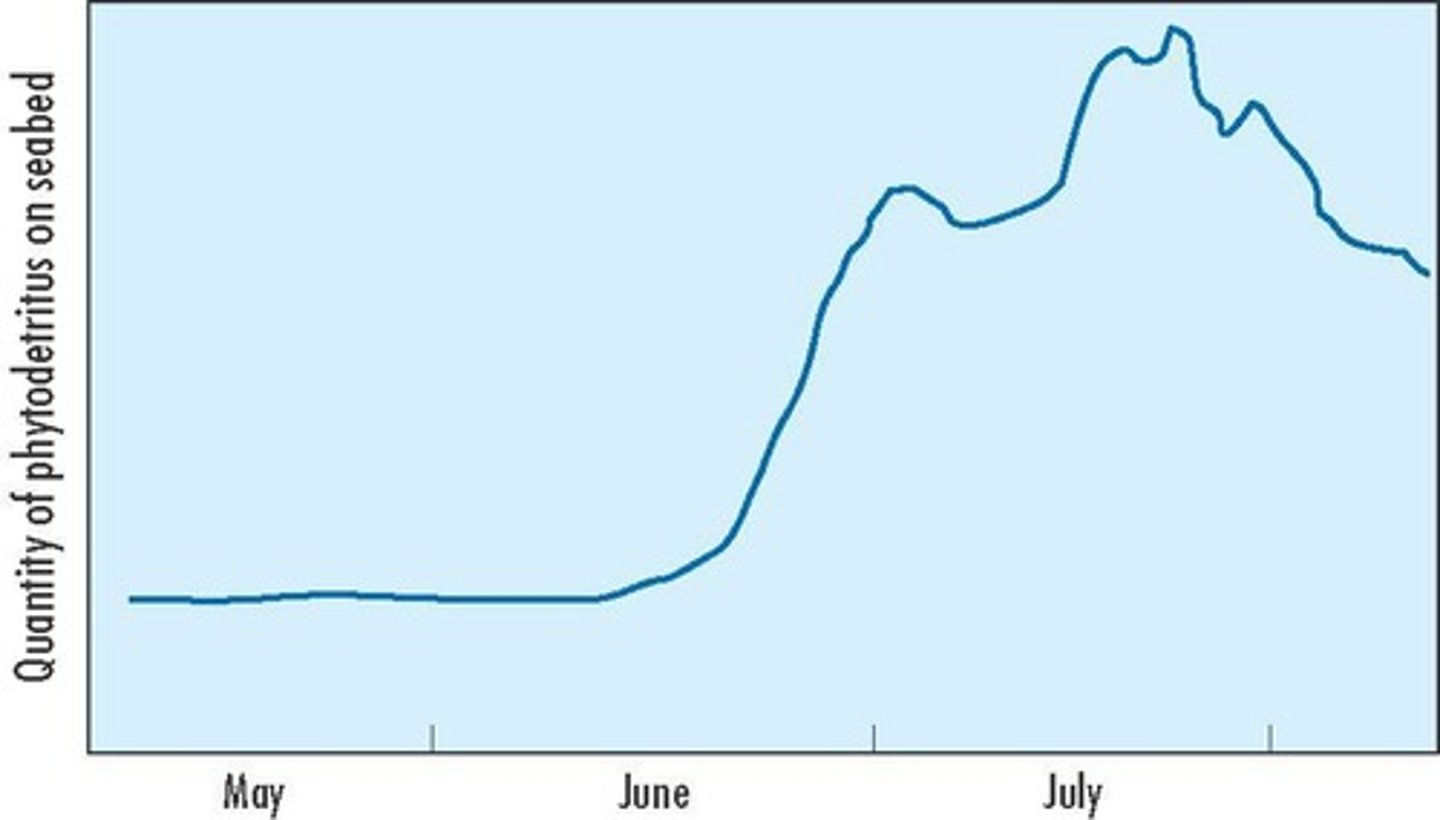 <p>- Falls from surface water when phytoplankton die and sink</p><p>- Can be big seasonal pulse after spring blooms</p><p>- Easy to digest and high nutritional quality (high protein and lipid)</p><p>- Degrades over time</p>