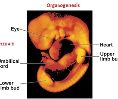 <p>processes by which the cells of the three primary germ layers form actual organ systems in the embryo</p>