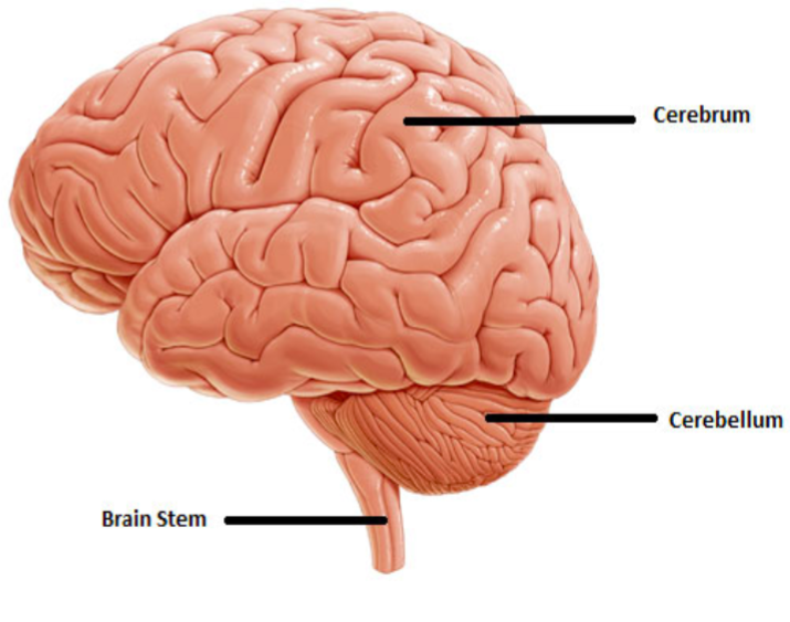 <p><span style="color: rgb(234, 229, 229);"><span>1) Cerebrum– “thinking”</span></span><span style="color: rgb(234, 229, 229);"><br>    —</span><span style="color: rgb(234, 229, 229);"><span>Conscious thought</span></span><span style="color: rgb(234, 229, 229);"><br>2)</span><span style="color: rgb(234, 229, 229);"><span>Cerebellum– Coordinated movement</span></span><span style="color: rgb(234, 229, 229);"><br>3) </span><span style="color: rgb(234, 229, 229);"><span>Brain Stem– “unconscious”</span></span><span style="color: rgb(234, 229, 229);"><br>     —</span><span style="color: rgb(234, 229, 229);"><span>Autonomic function</span></span></p>