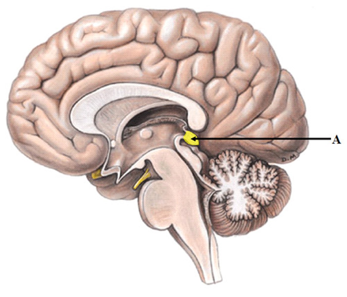 <p>small endocrine gland in the brain (3rd ventricle)</p><p>-pinealocytes secrete melatonin</p>