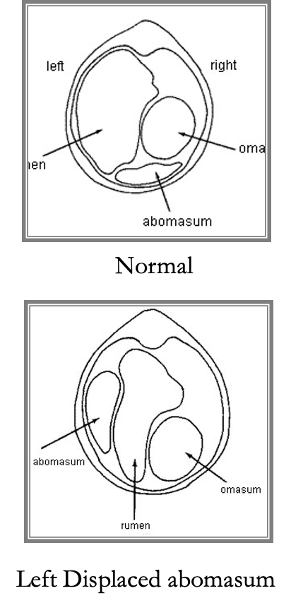 <ul><li><p>A condition in high-producing dairy cows fed high concentrate diets, where the abomasum can displace to the left or right.</p></li><li><p><span>Diagnosed by “pinging” the abdomen</span></p></li></ul><p></p>