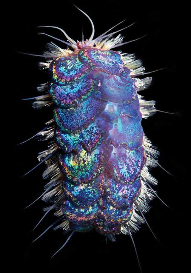 <p>mobile/errant polychaetes; flattened bodies covered w/broad scales</p>