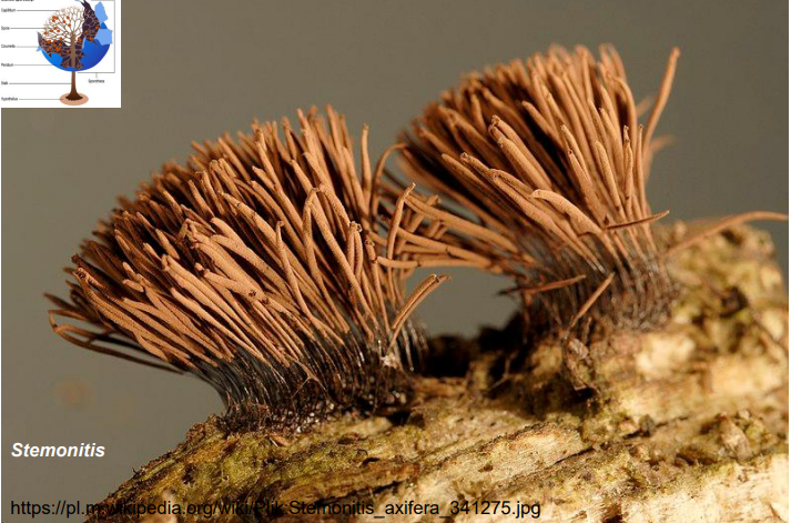 <p>Sporangium (zarodnia właściwa) śluzowców</p>