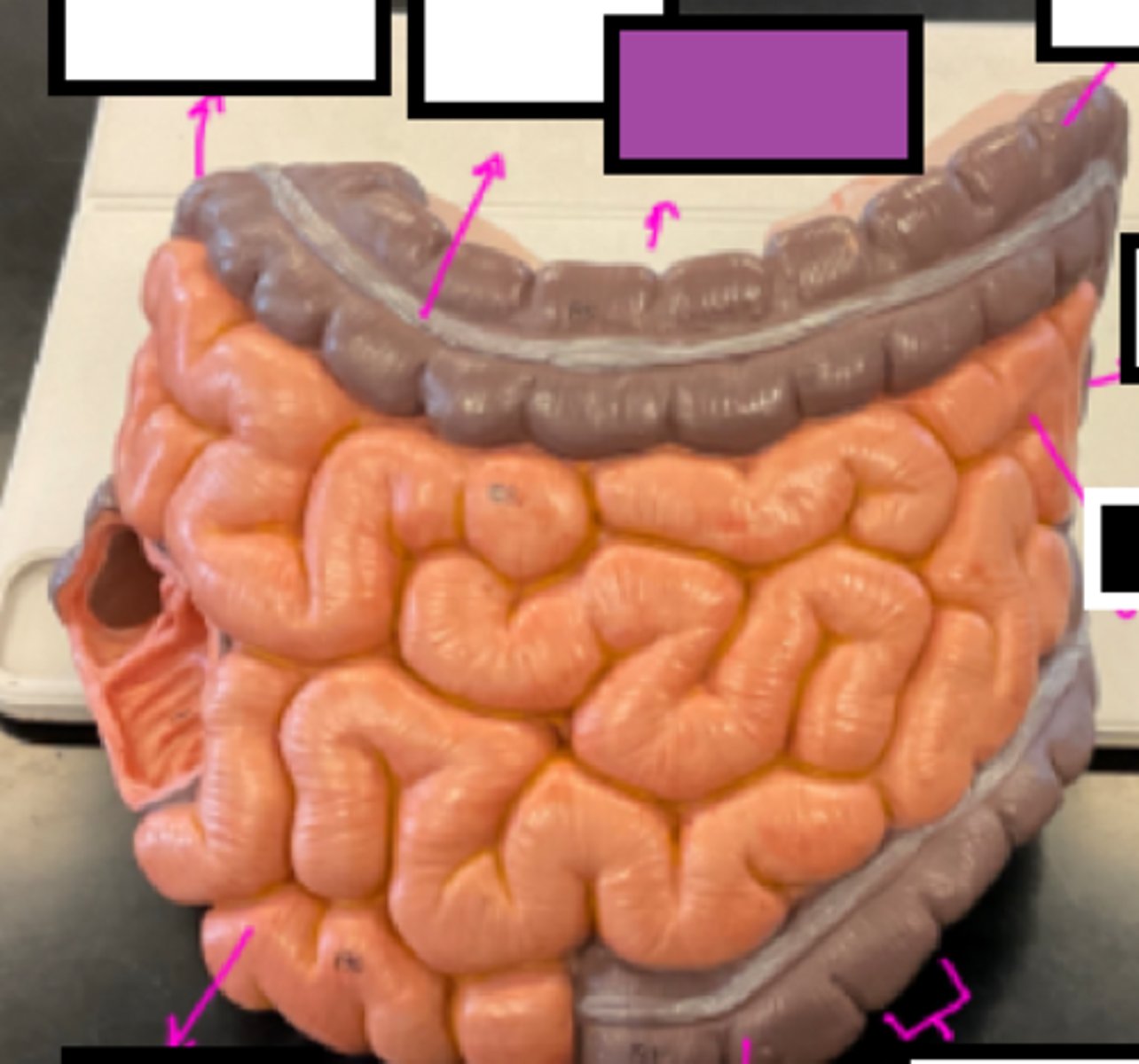 knowt flashcard image