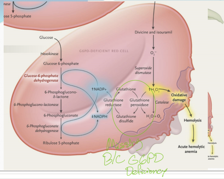 <p>G6PD deficiency is a risk factor for <strong>pterygium</strong> and <strong>cataracts</strong>.</p>