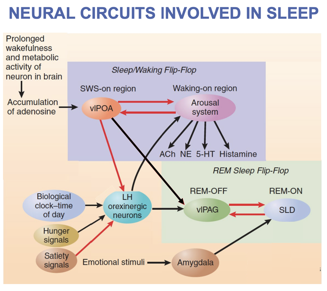 <p>→ rare sleep disorder characterized by periods of excessive daytime sleepiness and/or irresistible urges to sleep</p><p><u>Significant symptoms</u>: </p><ul><li><p><strong>Sleep paralysis</strong> → paralysis associated to REM (or the lighter stages of sleep)</p><ul><li><p>Often accompanied by vivid, dream-like hallucinations</p></li></ul></li><li><p><strong>Cataplexy</strong> → complete muscle paralysis occurring in wake</p><ul><li><p>Often precipitated by strong emotional reactions or sudden physical effort</p></li></ul></li></ul><p></p>