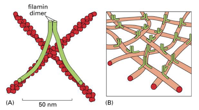 <p>actin gel refers to - actin filaments complexed by - </p>