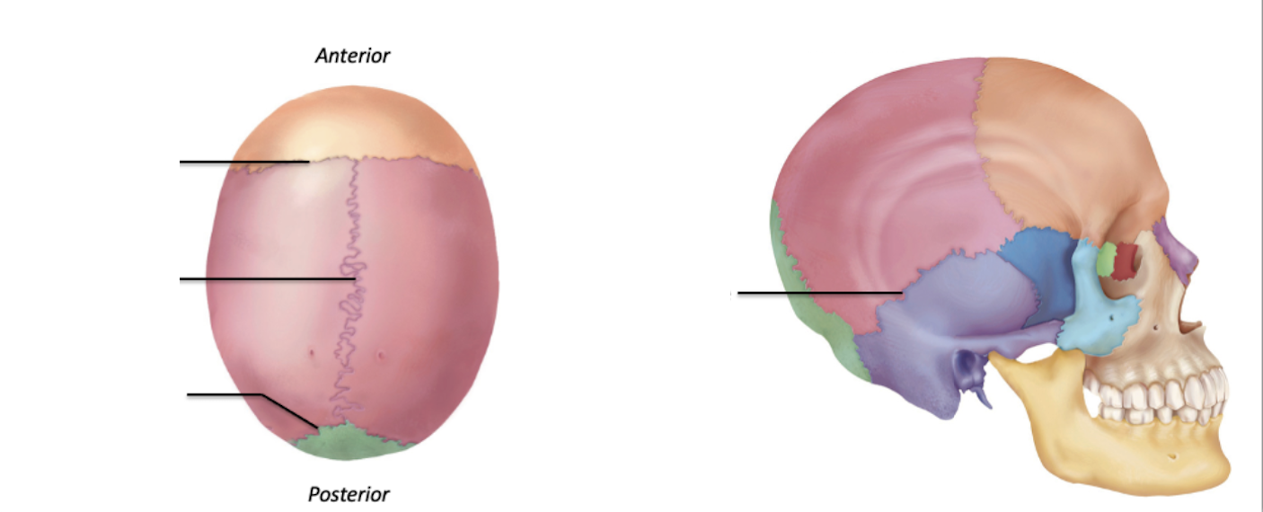 <p>Identify the suture bones (+ and the corresponding fontanelles)</p>