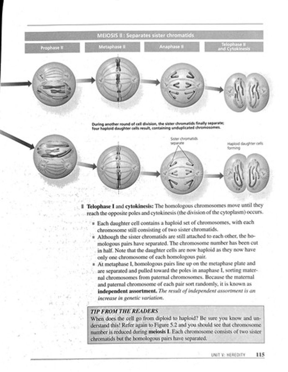 <p>Second division stage separating sister chromatids.</p>