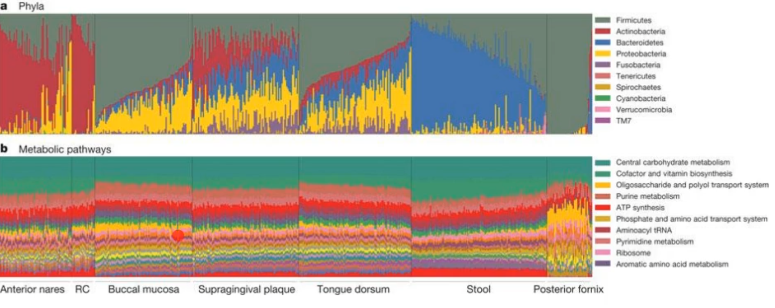 <p>you can have the carrying of varying microbial taxa(different bacteria) while metabolic pathways remain stable within a healthy population </p><p></p><p>*basically that the bacteria can change but the metabolic pathways stays stable, there are a lot of different bacteria that gives the same metabolic result; it doesn’t matter who provides the metabolic function, and the microbial niche and network of species is maintained by cooperative metabolism as the different metabolic byproducts from one organism provides nutrients for neighbors (common goods)</p><p></p>