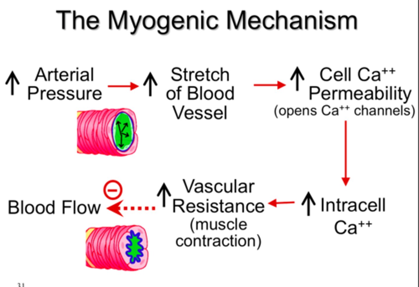 <p>change in vascular resistance in response to stretch of blood vessels in the absence of external factors</p>