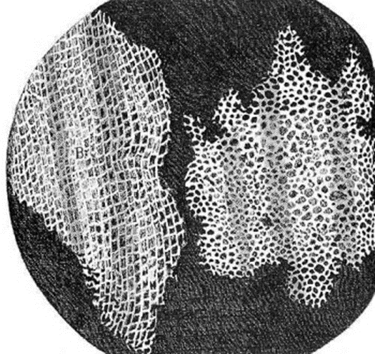 Drawing of cork by Robert Hooke, discoverer of cells