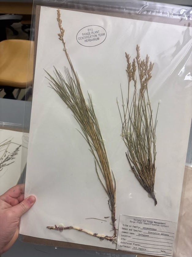 <p>distichlis spicata </p>