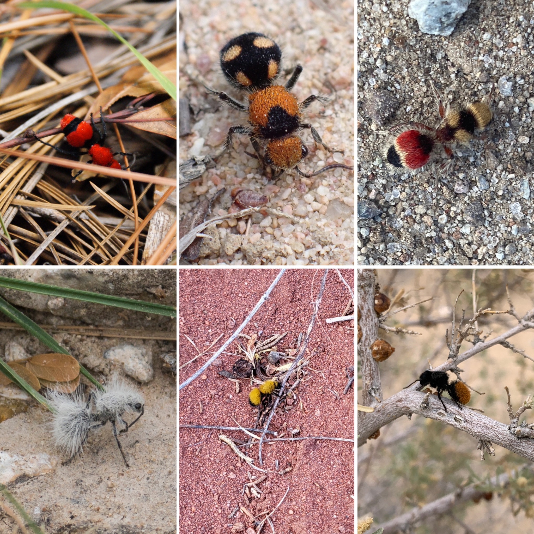 <p>Velvet Ants</p><p>Order Hymenoptera</p>