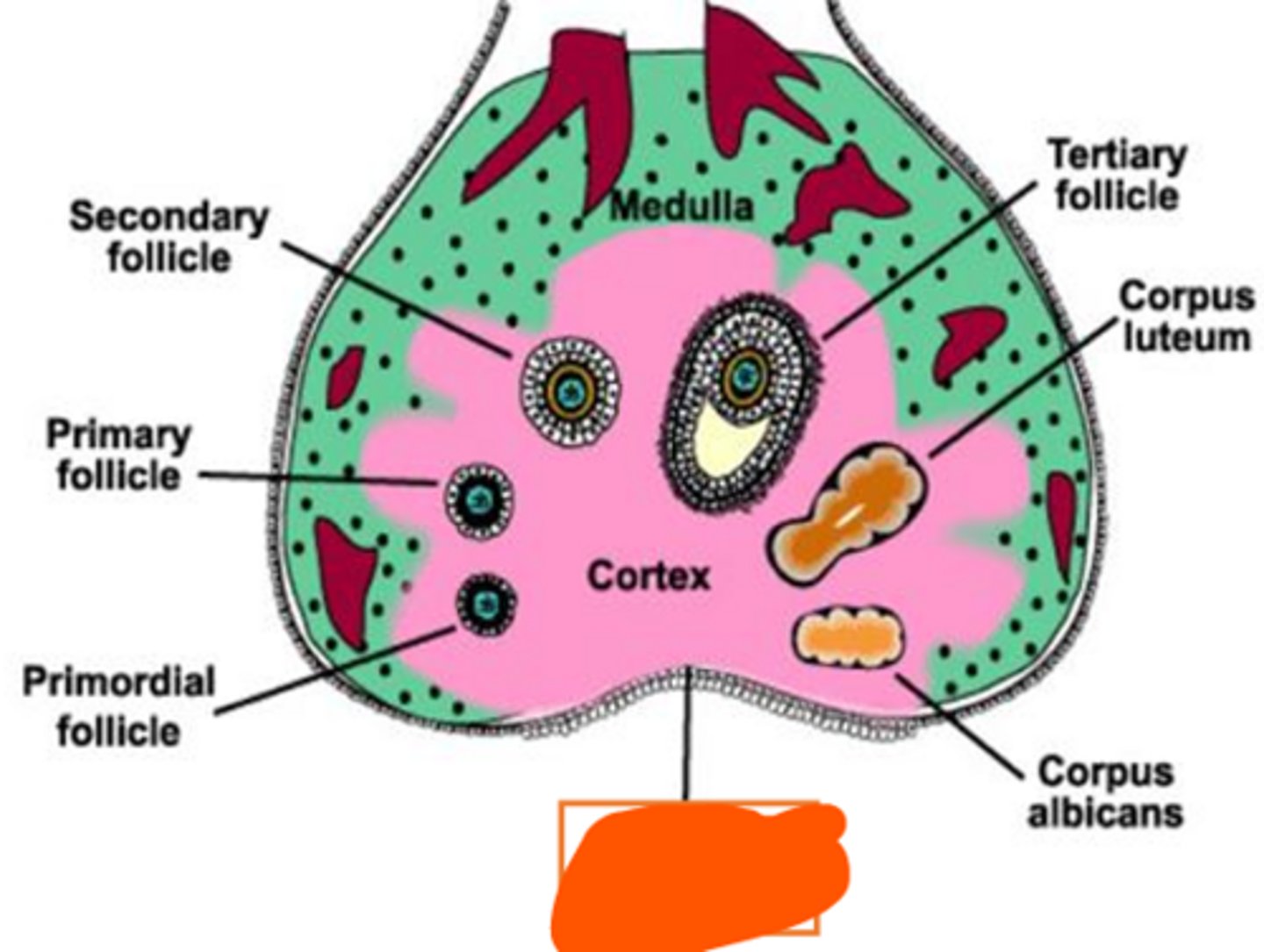 <p>orange, what species?</p>