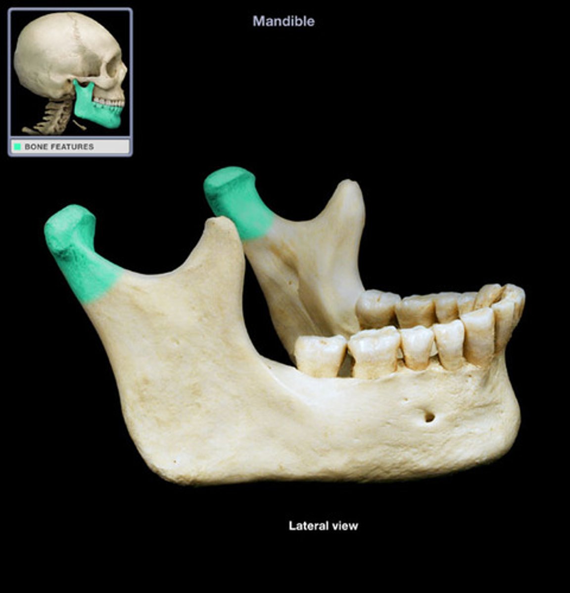 <p>articulates with temporal bone forming the temporomandibular joint at mandibular fossa</p>