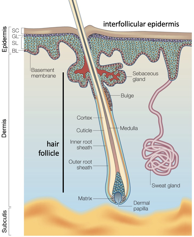 <p>Has 3 main layers: epidermis, dermis + subcutis. Has hair follicles, sebaceous glands + sweat glands. </p>