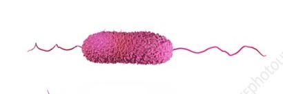 <p>having two flagella or tufts of multiple flagella, with one flagellum or tuft located at each end of the bacterial cell</p>