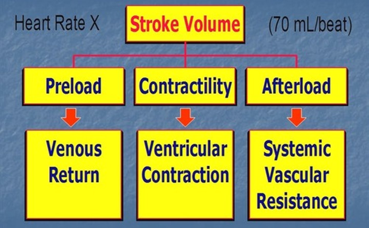 <p>can measure volumes directly with imaging</p><p>- end systolic volume: blood volume remaining in the left ventricle at the end of systole</p><p>- end diastolic volume: volume of blood in the ventricle at the end of diastole</p><p>- stroke volume (volume/ beat): volume of blood ejected from the ventricle during systole</p><p>> end diastolic volume - end systolic volume</p><p>- ejection fraction (EF): percentage of ventricular volume expelled during systole</p><p>> normal is 50%+</p>