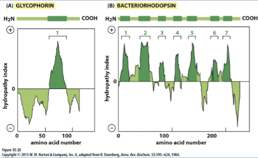<ul><li><p>hydropathy index </p><ul><li><p>the hydrophobicity of an amino acid segment (positive hydropathy index = hydrophobic amino acid) </p></li></ul></li><li><p>hydropathy plots: demonstrate presence of membrane spanning alpha helices </p></li><li><p>CANNOT identify membrane spanning beta sheets </p></li><li><p><span>high positive values or peaks indicate hydrophobic segments that are likely to form transmembrane helices.</span></p></li><li><p><span>reegions with negative values on the hydropathy plot correspond to hydrophilic segments that are typically located in the aqueous environment inside or outside the cell.</span></p></li></ul>