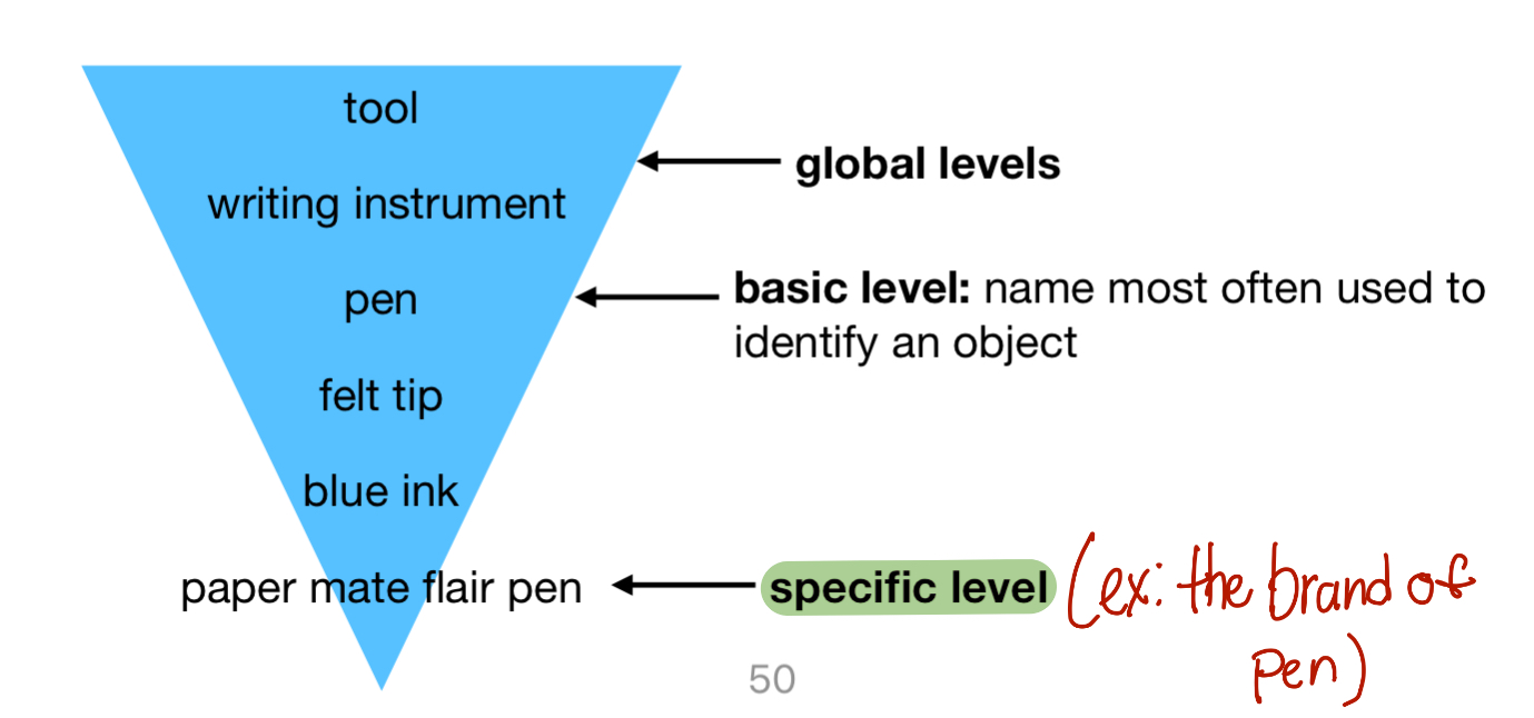 <p>Larger, more general categories are divided into smaller, more specific categories</p>