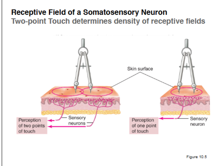 <p>determines density of receptive fields. Two points are put on skin and when the subject can distinguish its two points, the mm apart tells the receptive field. ie 2mm on thumb = small and abundant receptive fields. Compared to the 42 mm of the back which shows less frequent receptive field</p>
