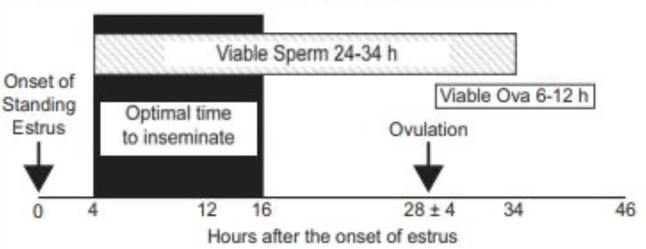 <p>max fertility with AI is 6-12 hours after onset of estrus</p>