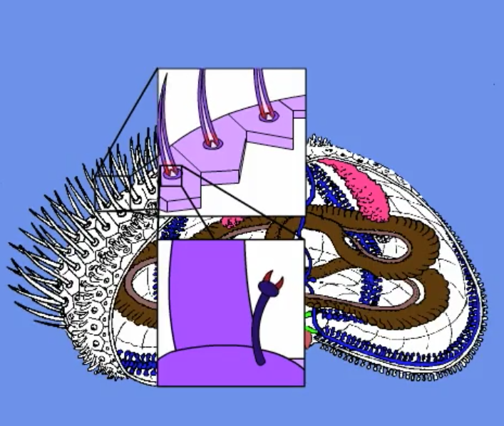 <ul><li><p>primary mode of defense</p></li><li><p>covered with a layer of epithelium</p></li></ul>