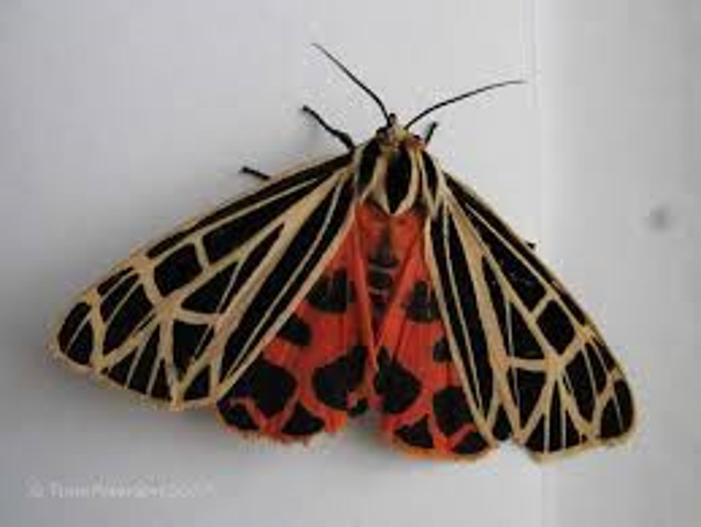 <p>Moth Family</p>