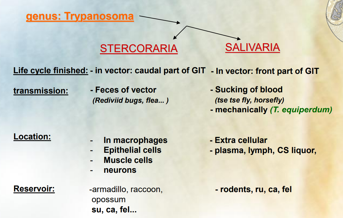 <ol><li><p><strong>Stercoraria: </strong>species transmitted by the feces of their vector, typically Rediviid bug. Stercoraria species, such as<span style="color: red"> <strong>trypanosoma cruzi</strong></span>, are associated with Chagas disease and are transmitted when a vector defecates near a bite wound. Life cycle done in vector, caudal part of GIT.</p><ul><li><p>Reservoir: pig, dog and cat</p></li><li><p>Location: extra cellular, plasma, lymph and CS liquor. </p></li></ul></li><li><p><strong>Salivaria:</strong> species transmitted through the saliva of their vector, such as the tsetse fly. Salivary species like<strong> </strong><span style="color: red"><strong>trypanosoma brucei,</strong></span><strong> </strong>cause sleeping sickness and are transmitted by the bite of an infected tsetse fly. Life cycle done in vector, front part of GIT.</p><ul><li><p>Though, T. equiperdum transmits mechanically. </p></li><li><p>Reservoir: Rodents, ru, dog and cat</p></li><li><p>Located in macrophages, epithelial cells, muscle cells and neurons</p></li></ul></li></ol><p></p>