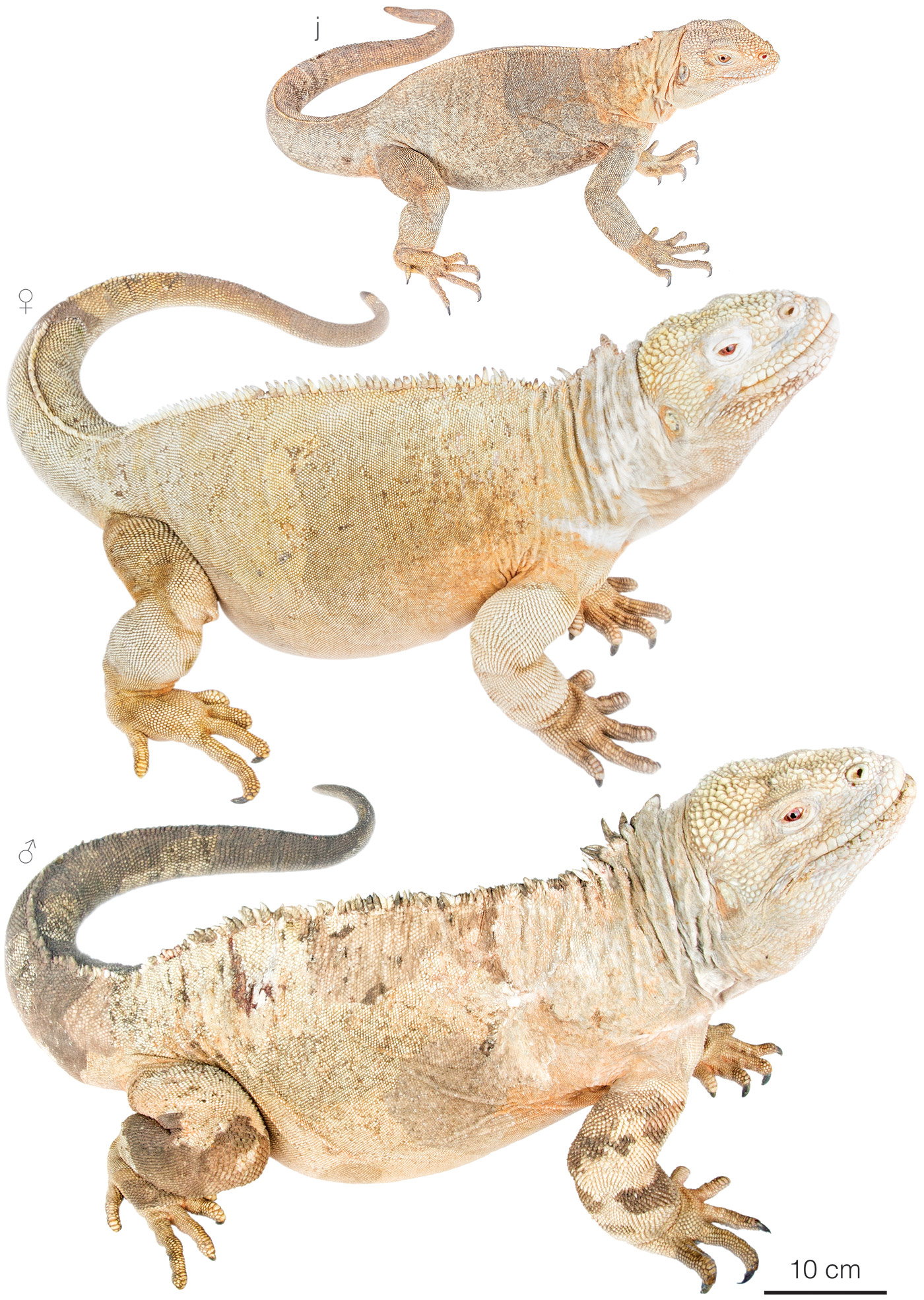 <p>Found on Santa Fe; yellower than the other species </p>