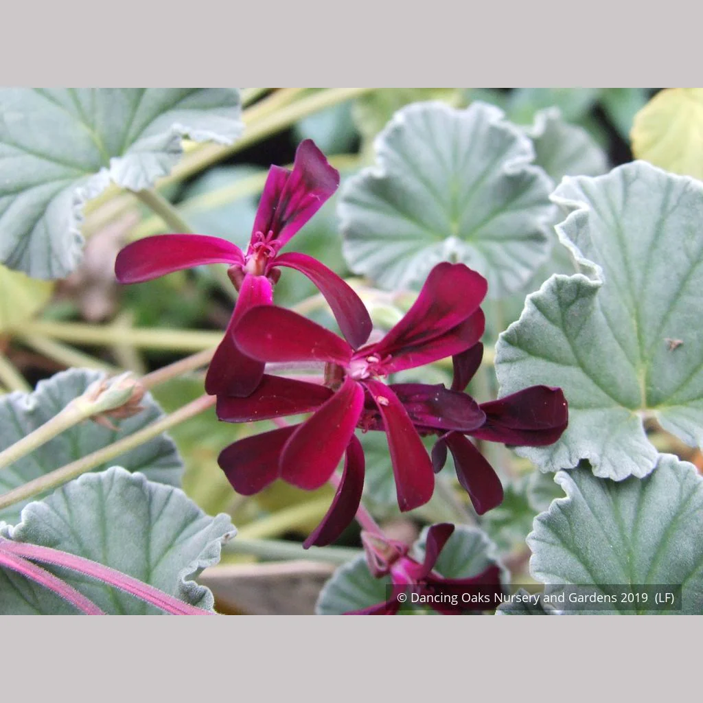 <p>Kapland-Pelargonie</p>