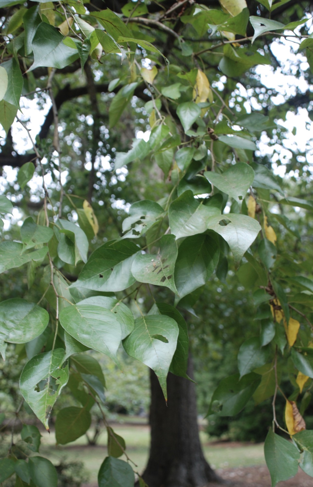 <p>mock orange </p>