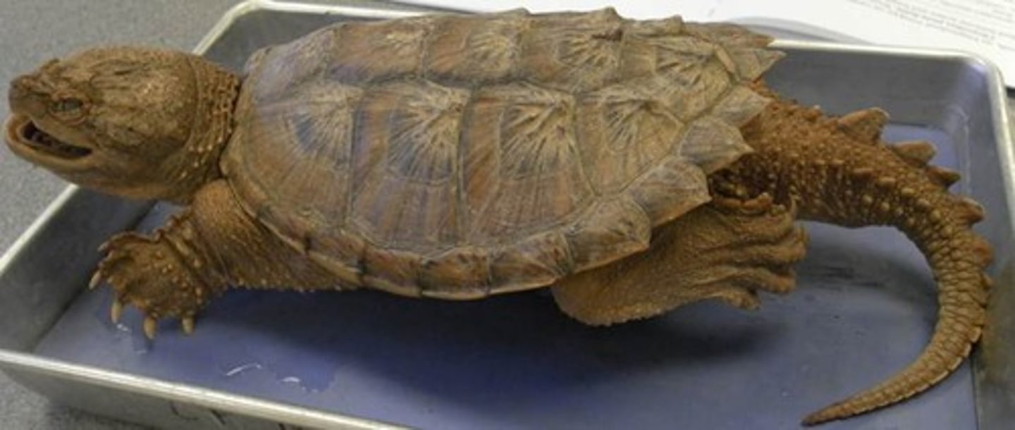 <p>- LARGEST</p><p>- beak-like mouth</p><p>- reduced plastron</p><p>- serrated back edge of carapace</p><p>- saw-teeth on tail</p>