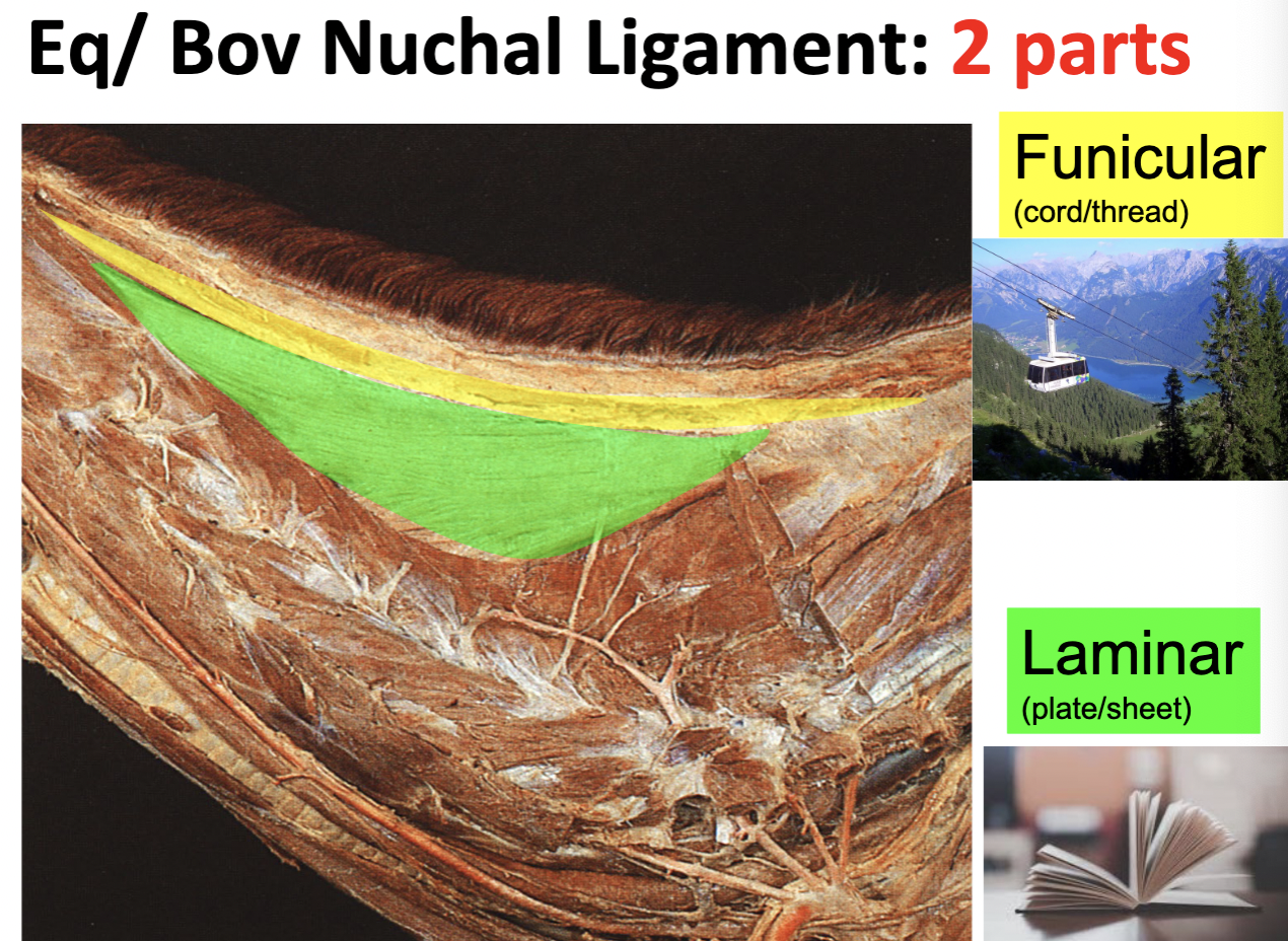 <p>Nuchal ligament: Eq/Bov</p>