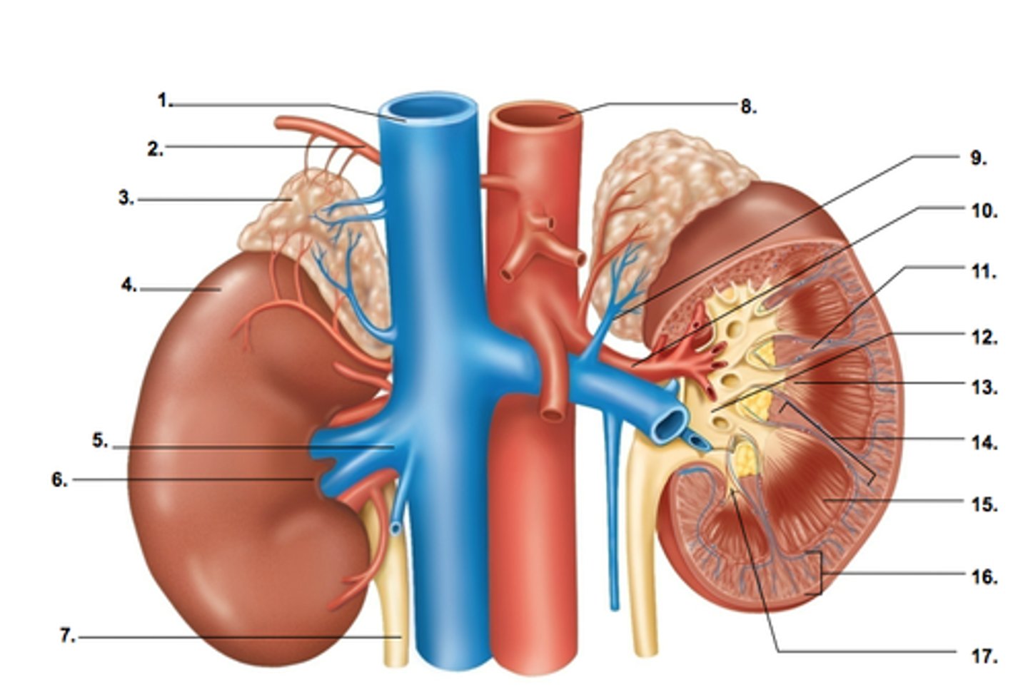 <p>Area supplied: Kidneys, ureter, and adrenal glands</p><p>Terminal branch: N/A</p><p>Relationship: Lateral branches of the abdominal aorta</p>