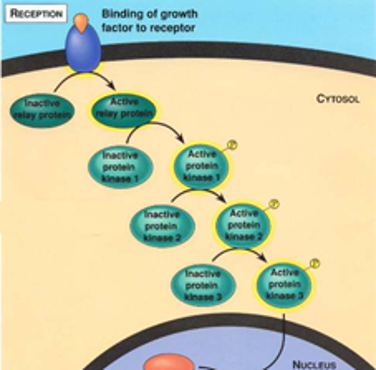 <p>series of steps by which a signal on a cell's surface is converted to a specific cellular response</p>