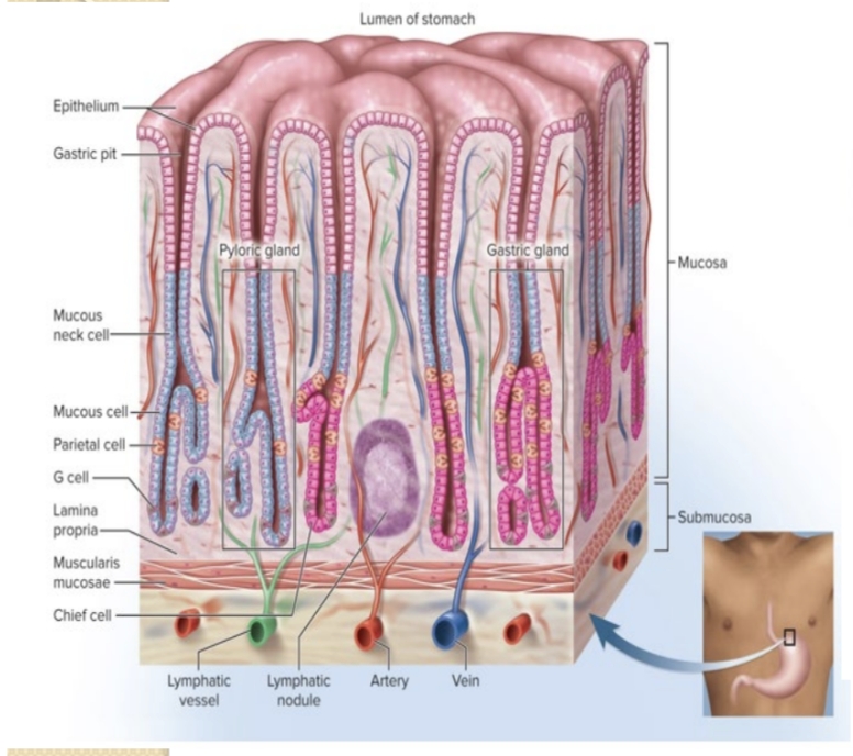 <p>What secretions do parietal cells produce?</p>