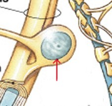 <p>Which type of neuroglia in the CNS:</p><ul><li><p>Forms membranous wrapping called myelin</p></li><li><p>Processes contact other neuron cell bodies</p></li><li><p>Wrap around axons to form myelin sheaths</p></li></ul><p></p>