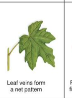 <p>leaf</p>