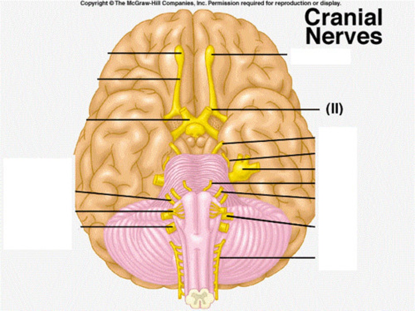 <p>-Vision</p><p>(Carries visual information from eyes.)</p><p>-Sensory</p>