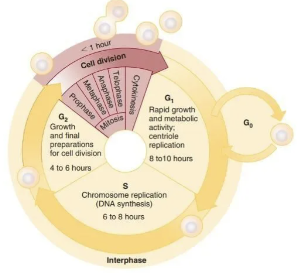 <p><strong>CELL CYCLE: </strong></p><p>a phase in the cell cycle characterized by increased cell size &amp; DNA replication in preparation for cell division;</p><p>nucleus is NOT DIVIDING &amp; chromosomes are DECONDENSED</p><ul><li><p>G1 - cell growth</p></li><li><p>S - DNA synthesis</p></li><li><p>G2 - more growth, prep for mitosis </p></li></ul><p></p>