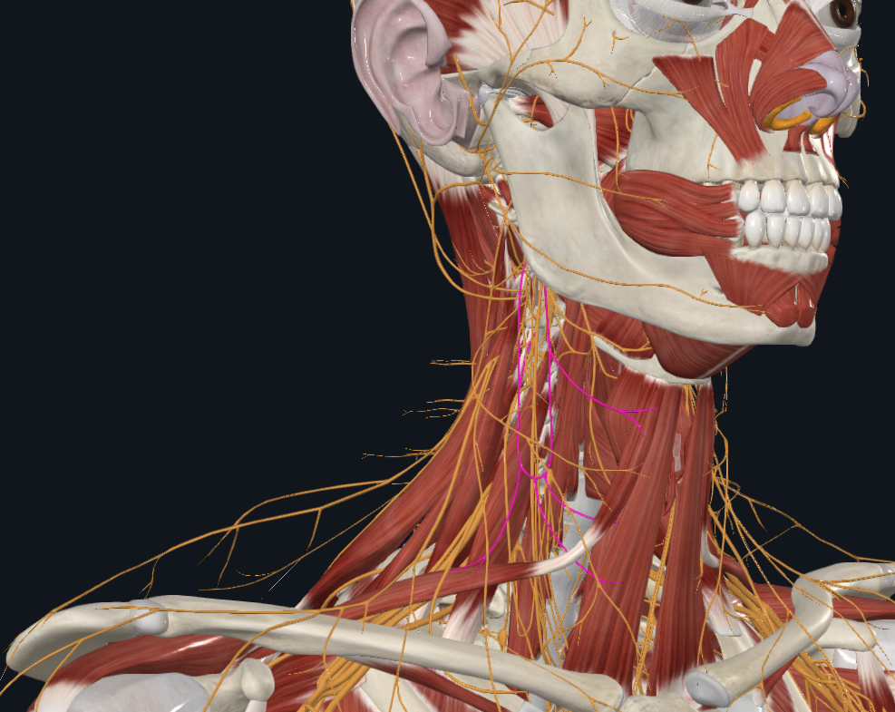 <p>What nerve is highlighted</p>