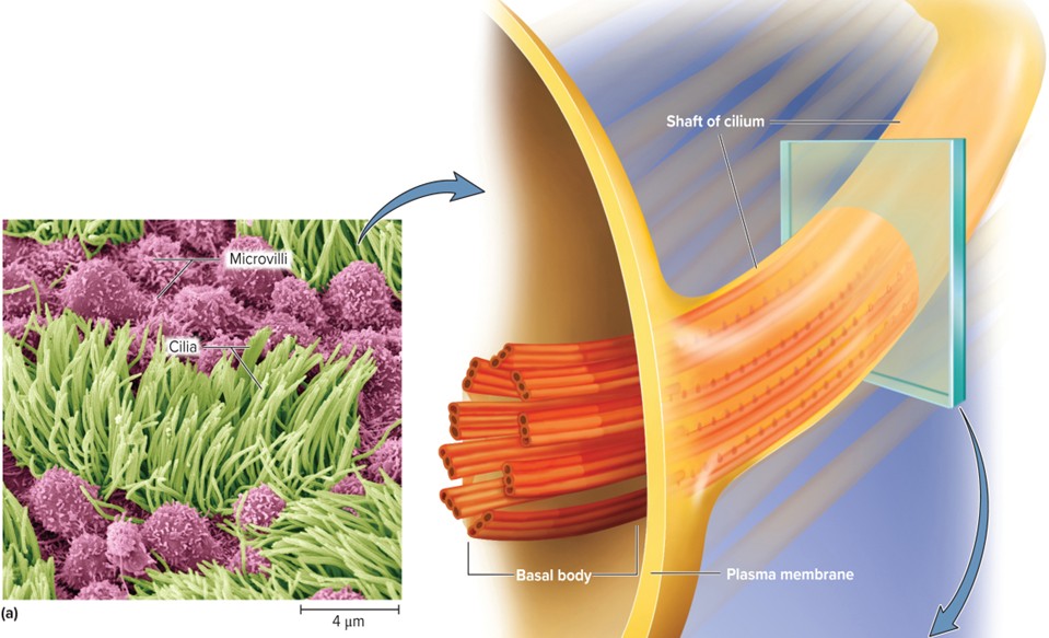 <p>Cilia</p>