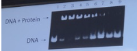 <p>Colorectal cancer (CRC) is due to faulty DNA repair. DNA from CRC patients (2-8) and cancer free controls (1 and 9), was mixed with a protein, and run in an agarose gel. The slowing down of the DNA band is due to a complex formed between the DNA and the protein. Which protein could that be?</p><p class="p1">a. protein X</p><p class="p1">b. MutS</p><p class="p1">c. P53</p><p class="p1">d. Rad51</p><p class="p1">e. DNA Pol III</p>