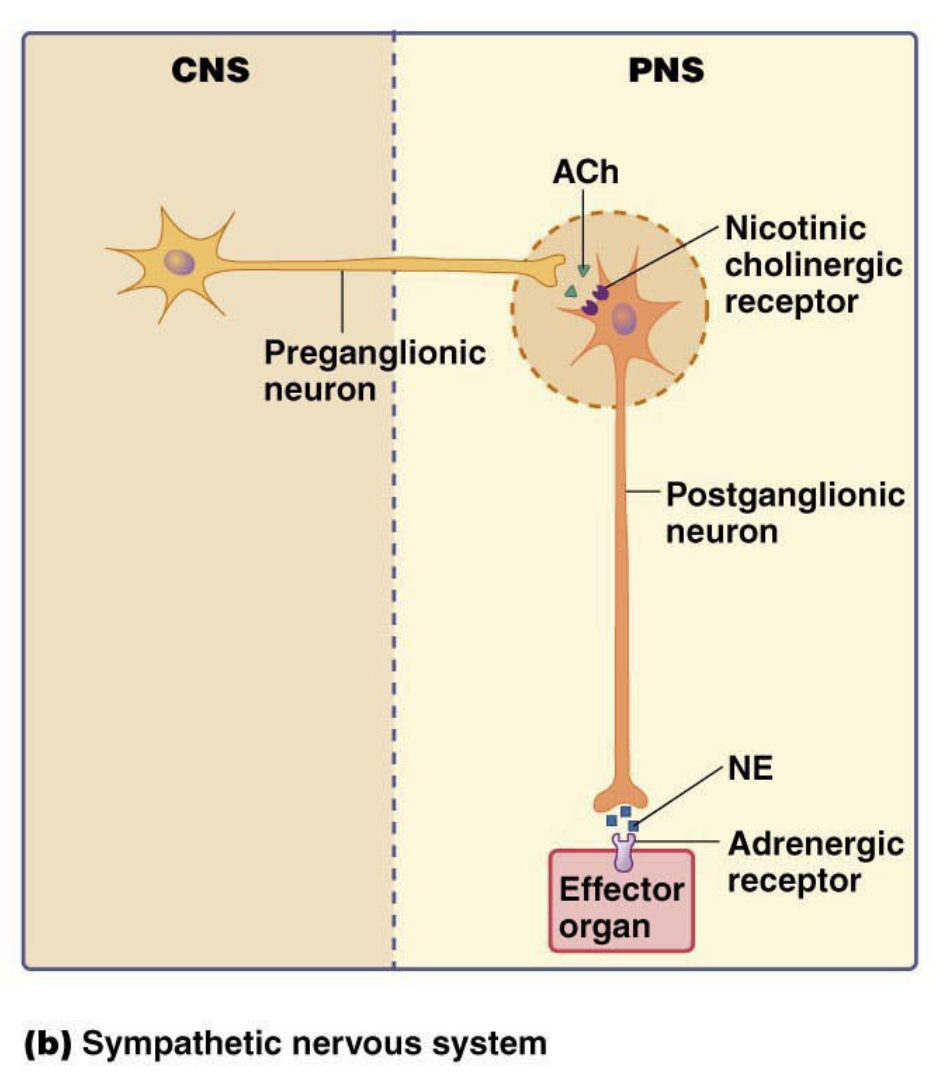 <ul><li><p>Preganglionic neuron - <strong>Short</strong></p></li><li><p>NT - <strong>Ach</strong></p></li><li><p>Receptor - <strong>Nicotinic receptor</strong></p></li><li><p>Postganglionic neuron - <strong>Long</strong></p></li><li><p>NT - NE</p></li><li><p>Receptor - <strong>Adrenergic receptor</strong></p></li></ul><p></p>